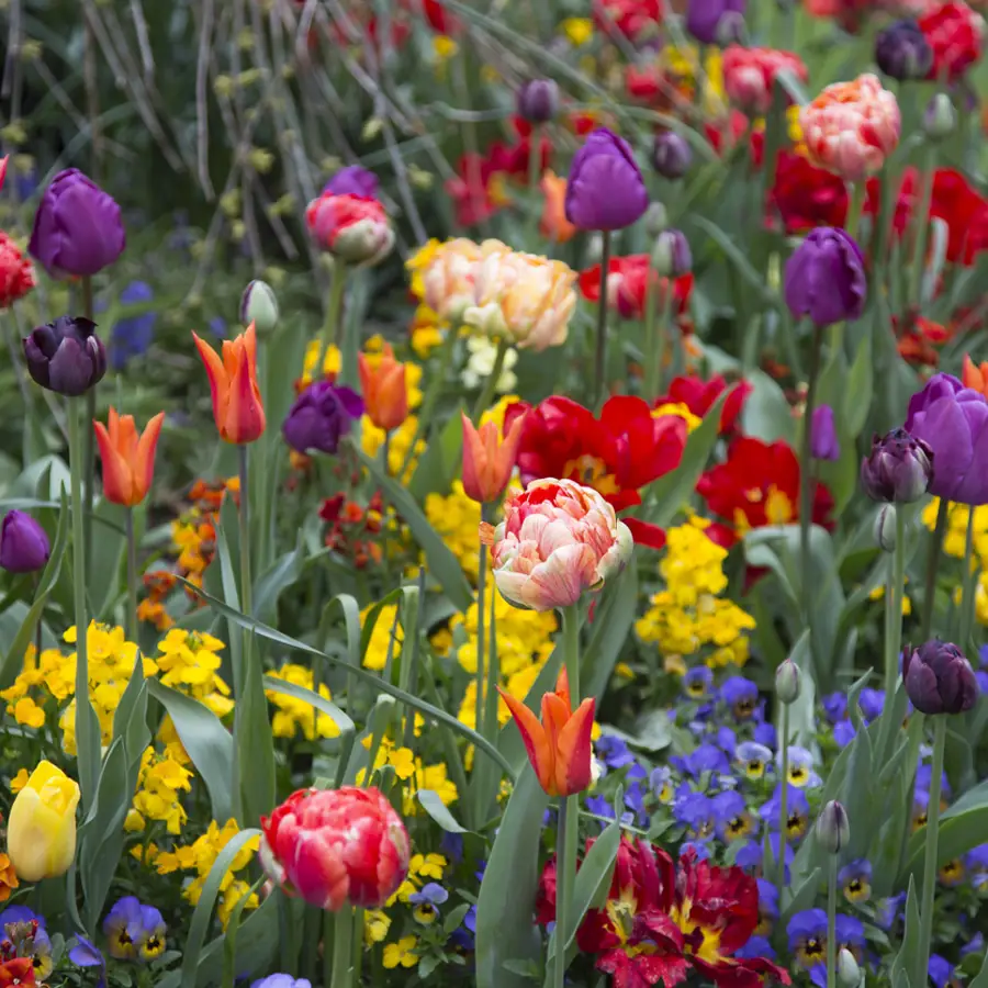 El método de los jardineros para plantar ahora bulbos de tulipán que den unas flores preciosas en primavera