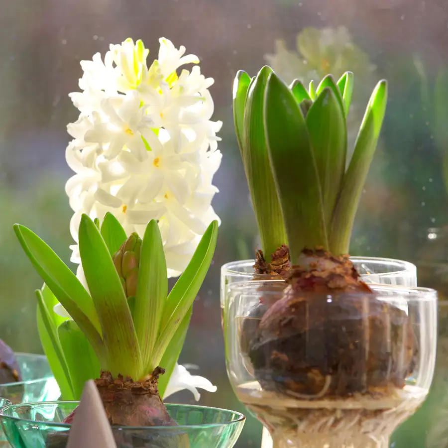 Cómo cultivar tus jacintos en un vaso de agua: te dará flores preciosas en pleno invierno