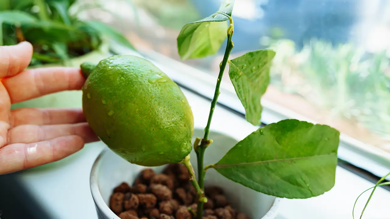 limonero joven maceta