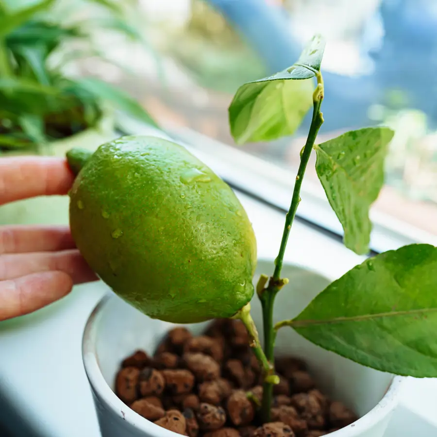 limonero joven maceta