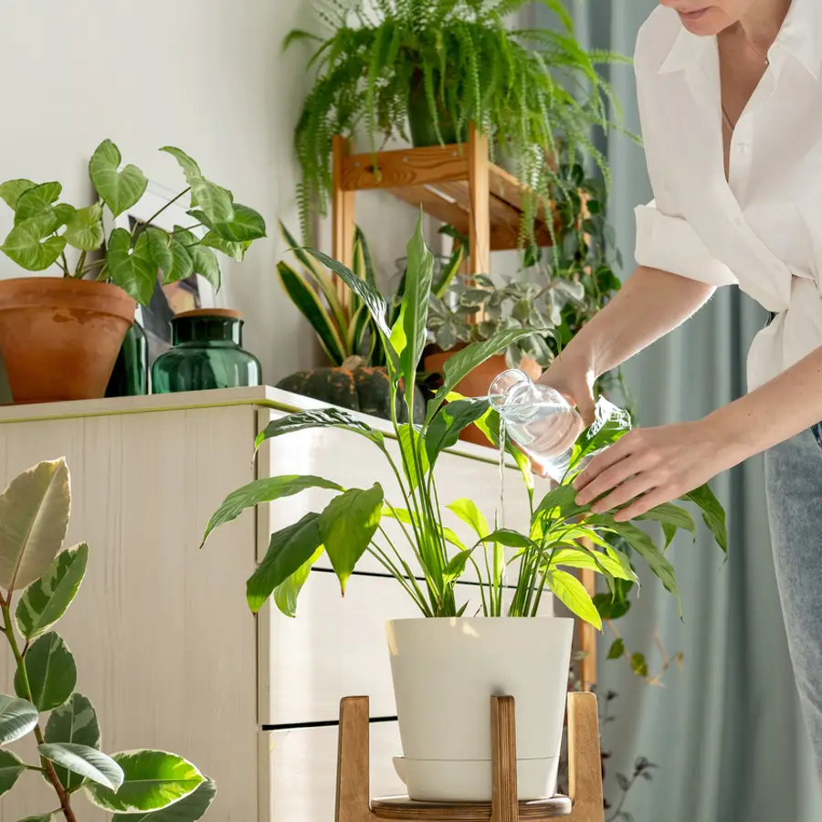 Mujer regando las plantas