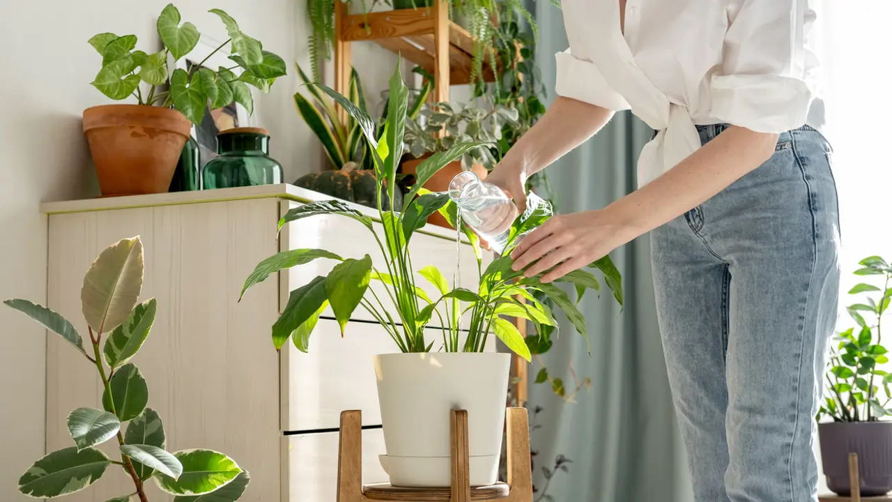 Mujer regando las plantas