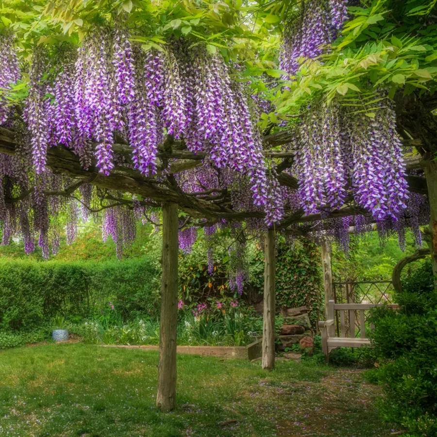 Glicina en un jardín