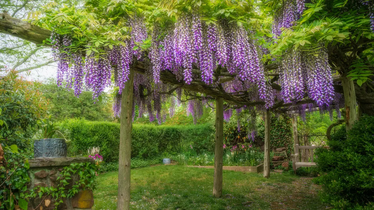 Glicina en un jardín