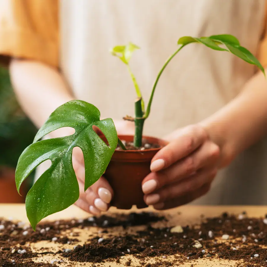 Así puedes reproducir tus plantas con canela, el mejor enraizante casero: rápido y fácil de utilizar