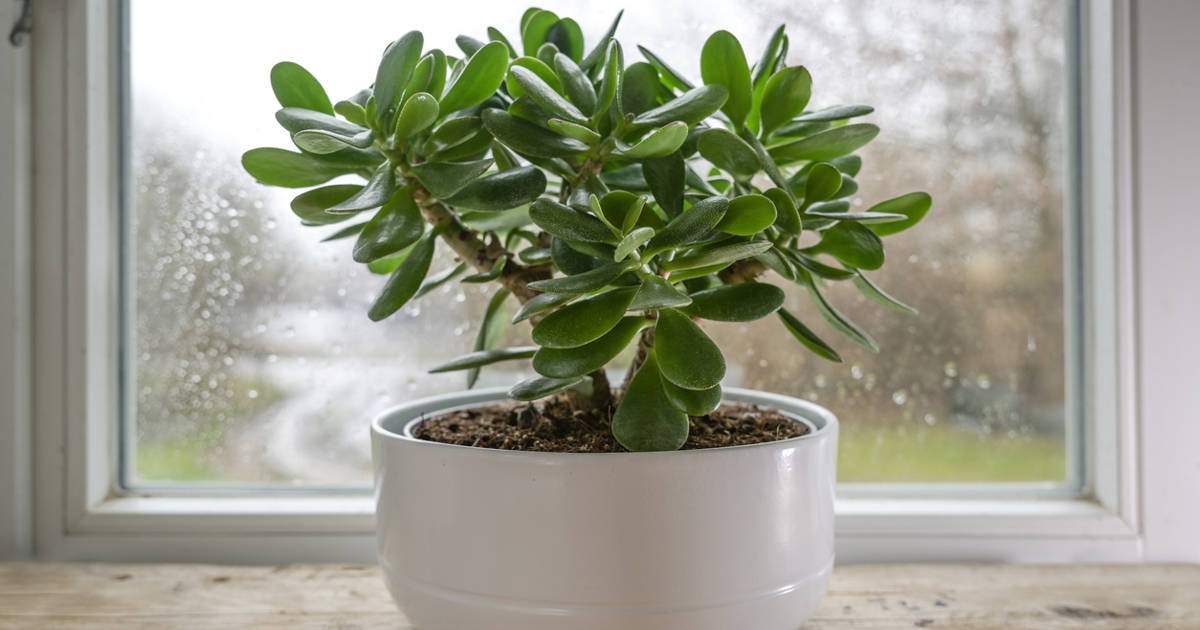 artificial jade plant 7" Jade Artificial Plant -Light Green