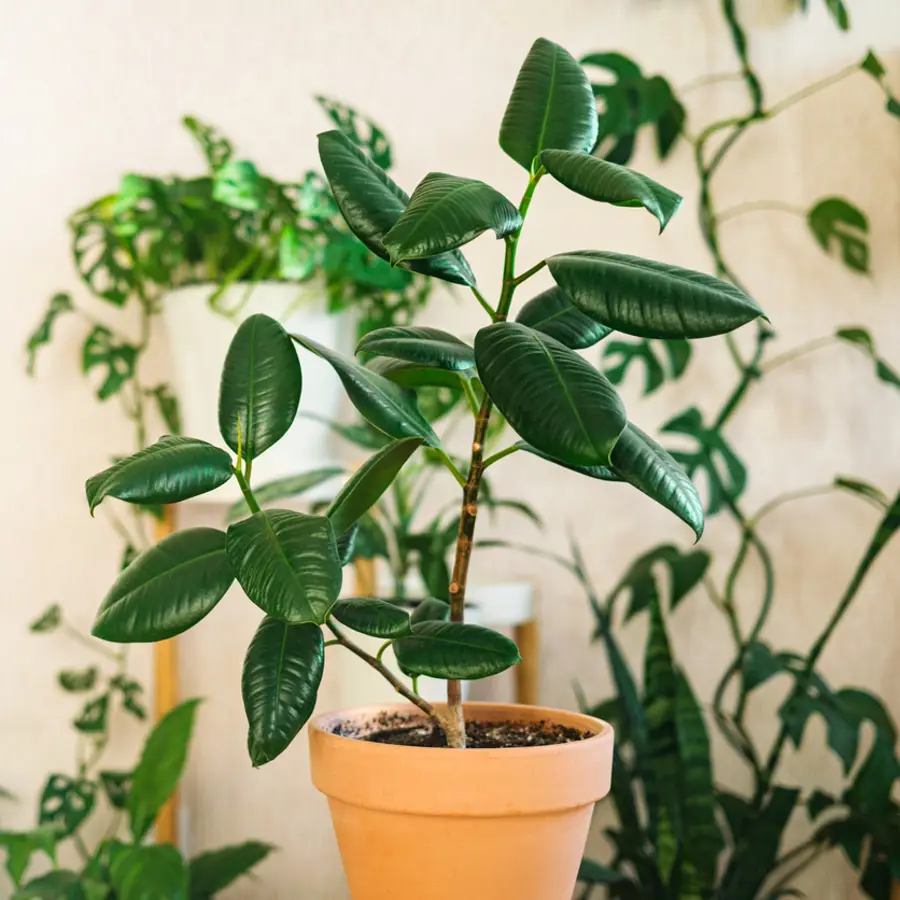 Ficus de hojas grandes