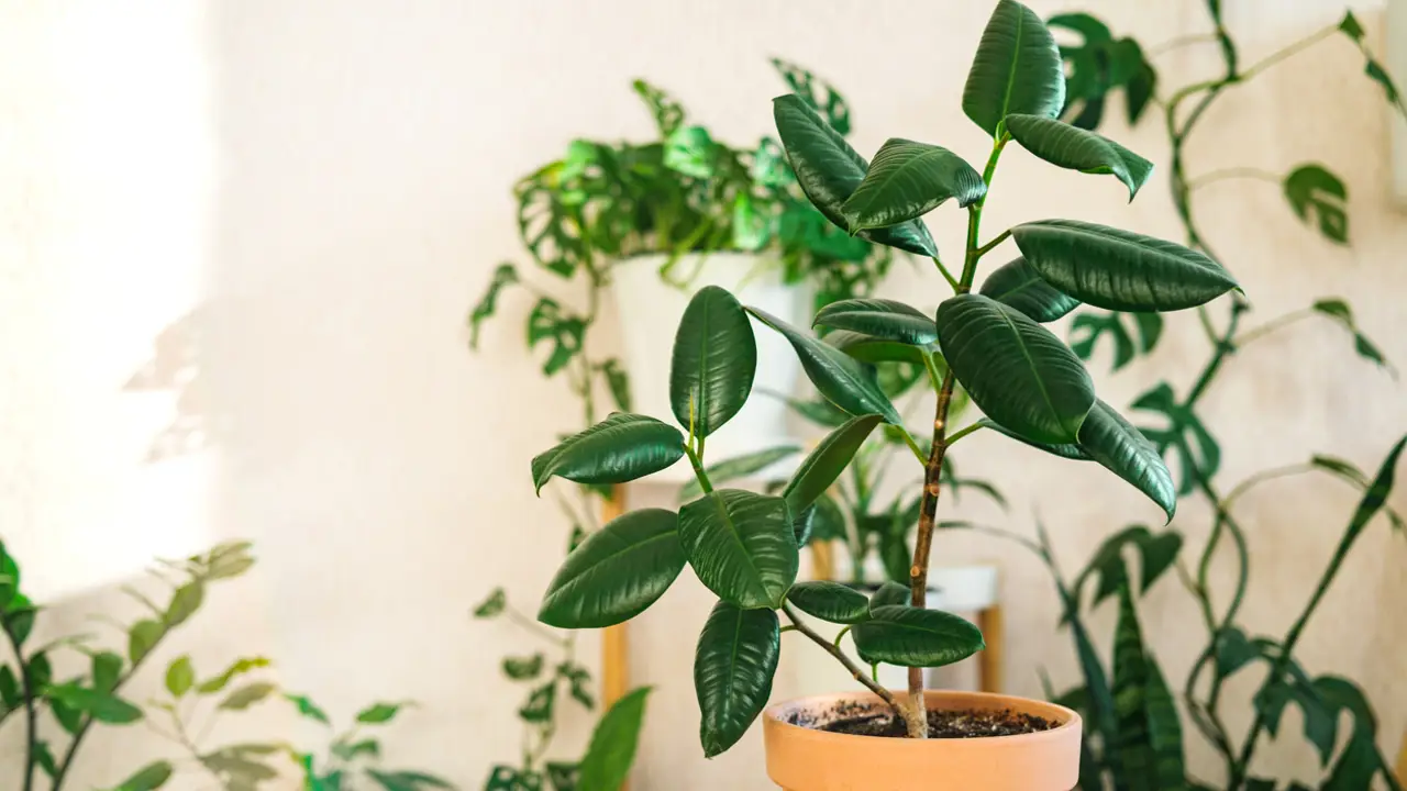 Ficus de hojas grandes