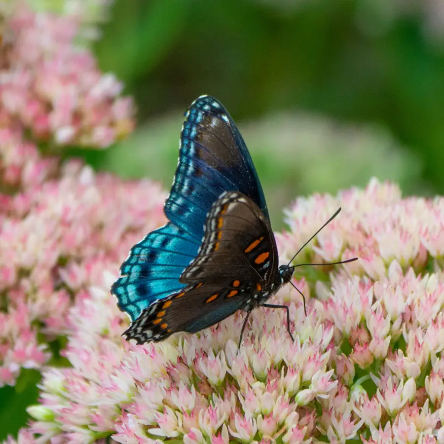 Francesc Miralles, experto en crecimiento personal, revela cómo descubrir tu talento interior y ser feliz con lo que haces: "Somos una crisálida destinada a convertirse en mariposa."