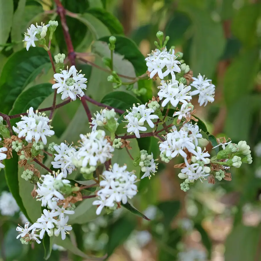 Árbol de los siete hijos: así se planta y se cuida esta bonita flor que recuerda al jazmín