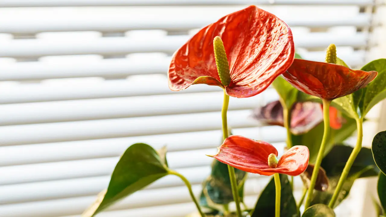 anturio rojo Anthurium andraeanum