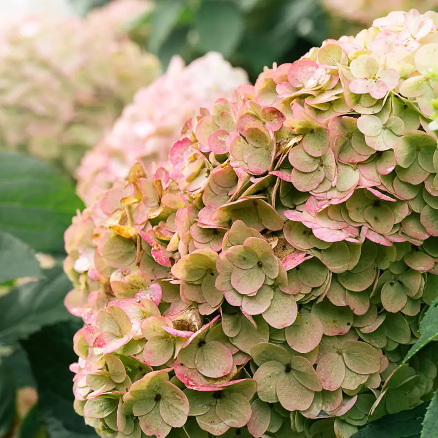 hortensias cuidados en invierno