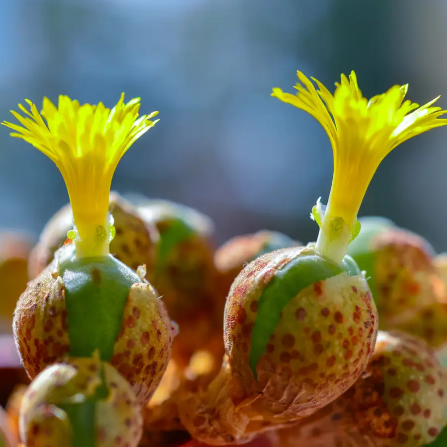 15 suculentas con flores bonitas, resistentes y fáciles de cuidar