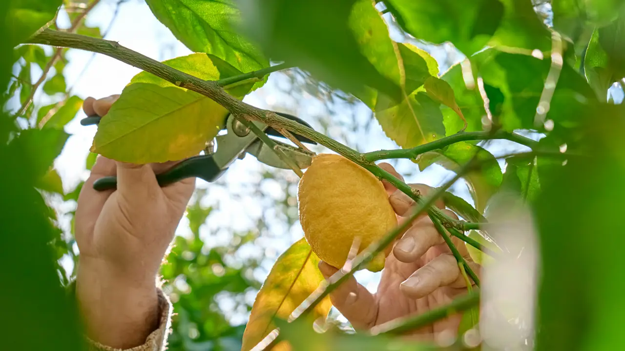 Hombre podando un limonero