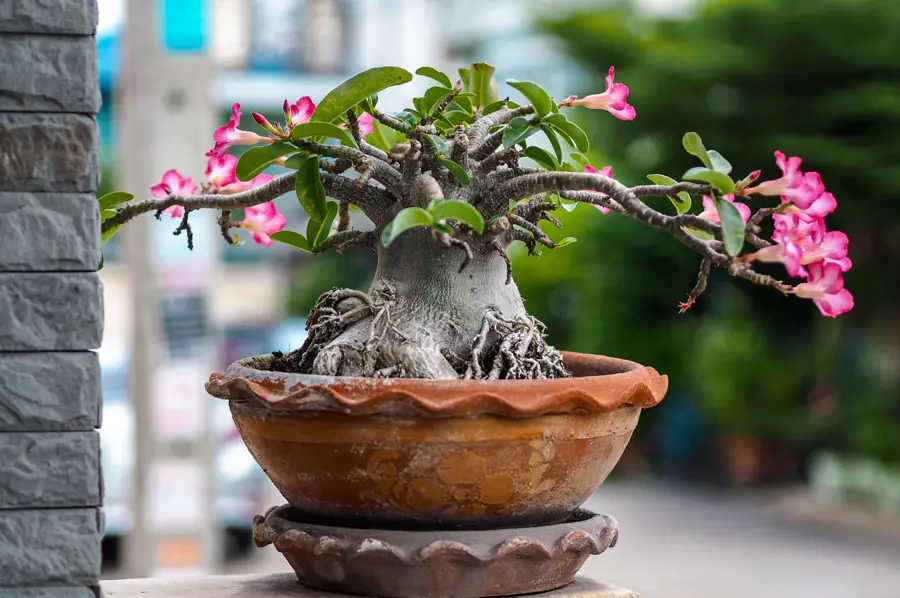 iStock Adenium obesum