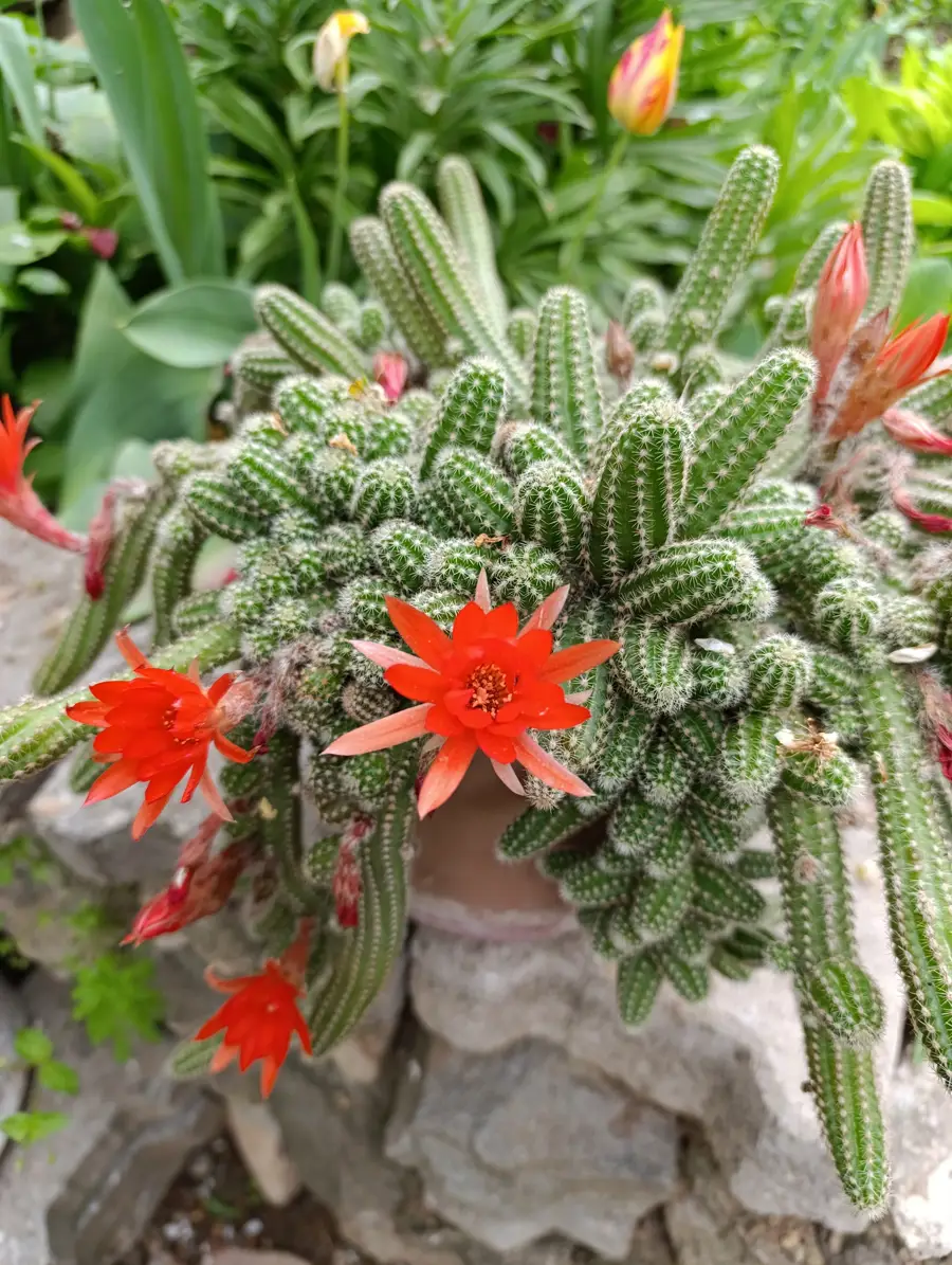 iStock Chamaecereus silvestrii