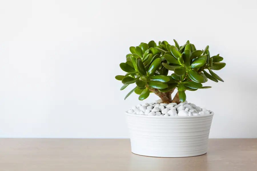 iStock Crassula ovata