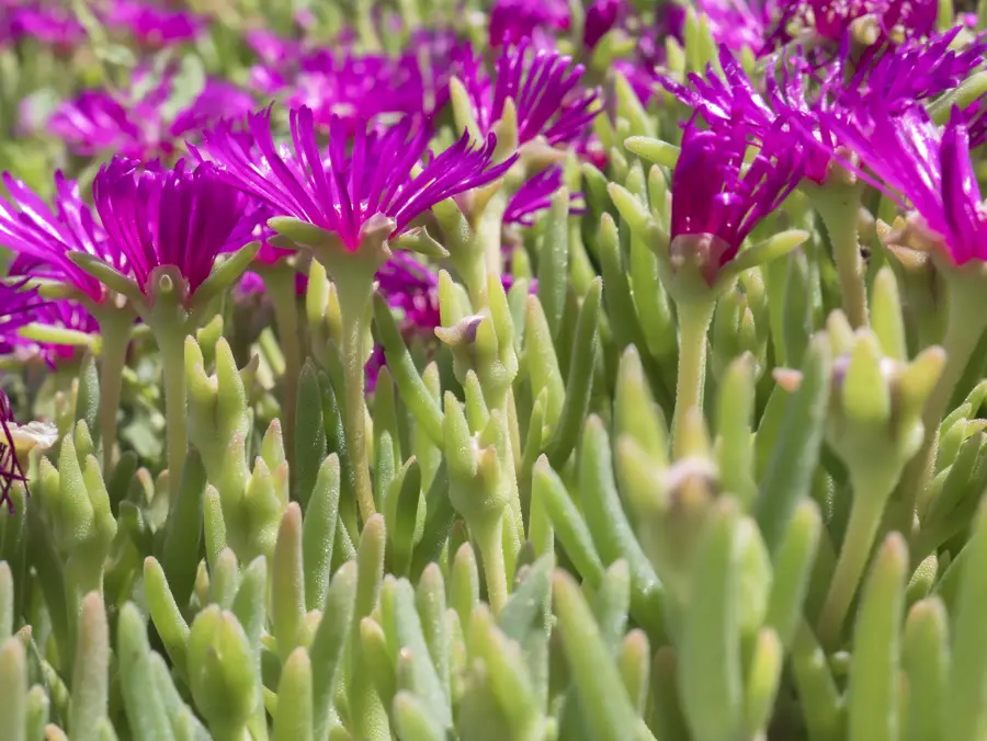 iStock Delosperma