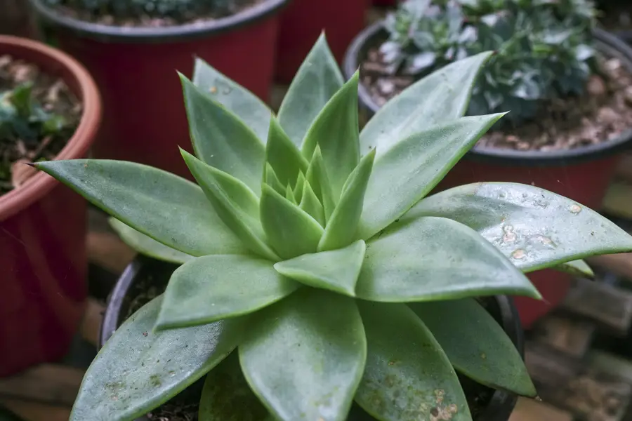 iStock Echeveria agavoides