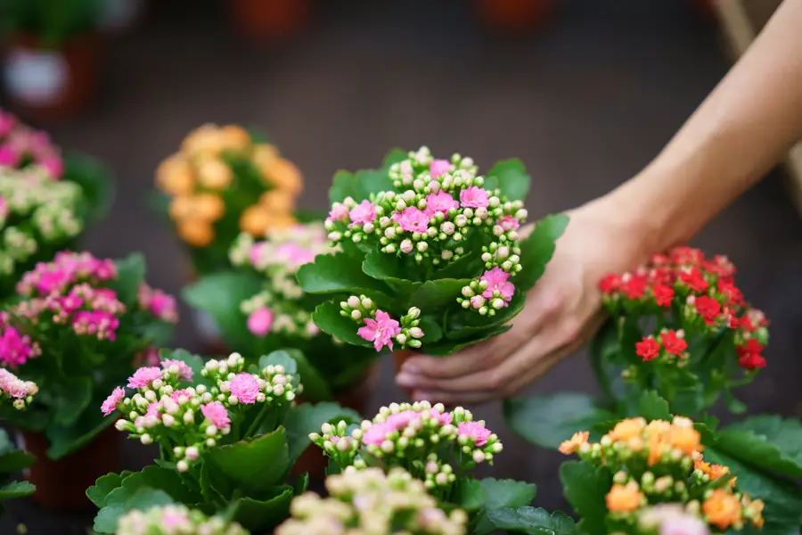 iStock Kalanchoe blossfeldiana