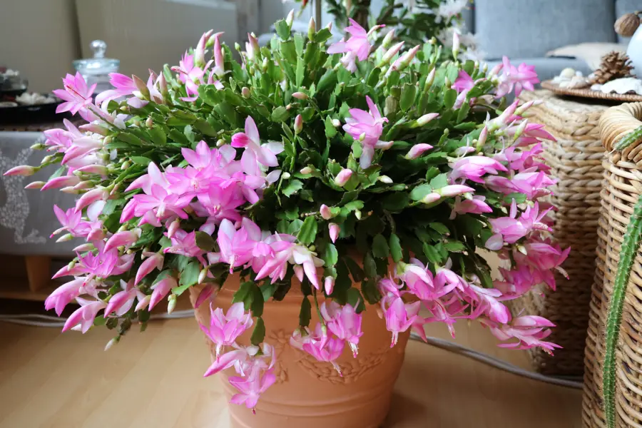 iStock Schlumbergera