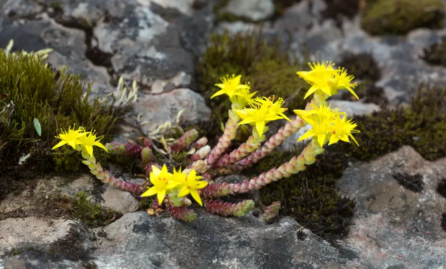 iStock Sedum acre