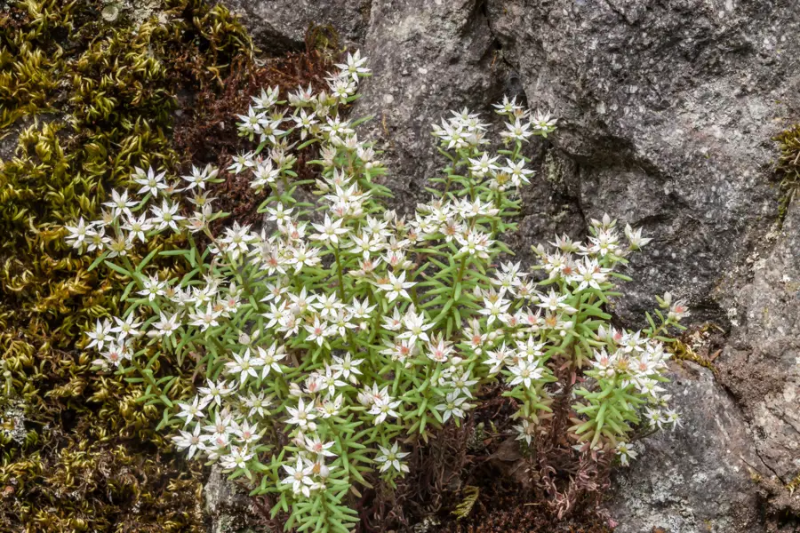 iStock Sedum album