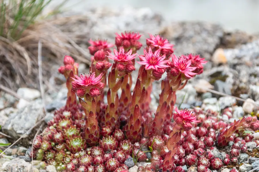 iStock Sempervivum montanum