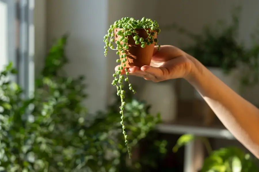 iStock Senecio rowleyanus