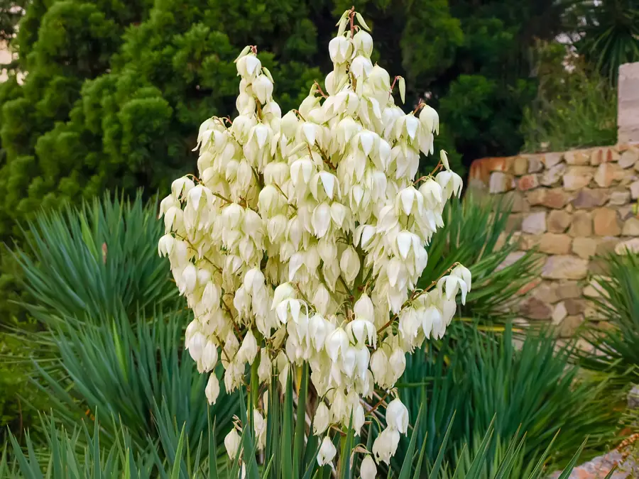 iStock Yucca filamentosa