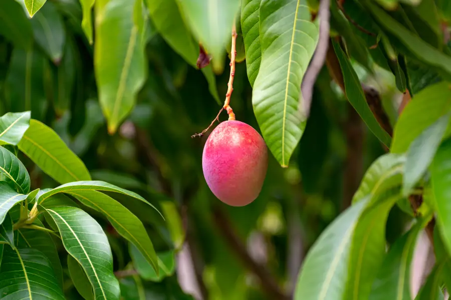 árbol de mango