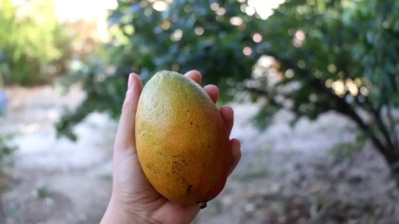 mango huerto