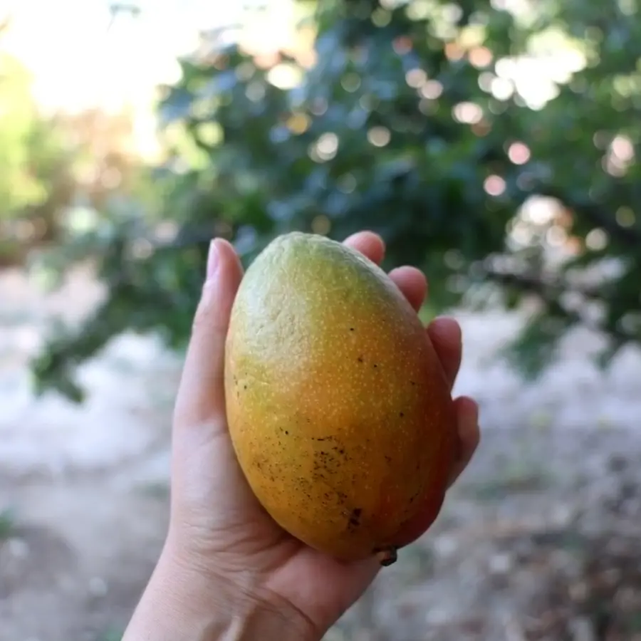 Cómo germinar una semilla de mango para sembrarla en tu jardín