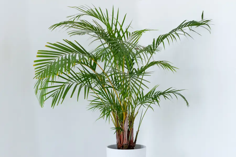 Dypsis lutescens palma areca