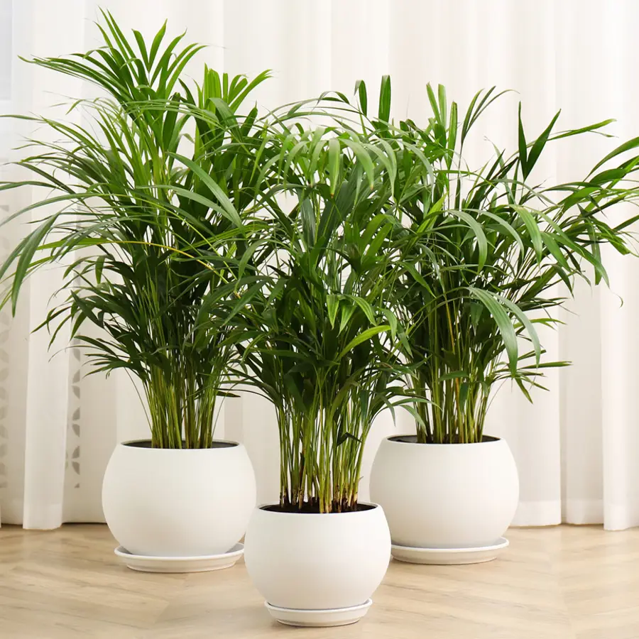 palmera areca