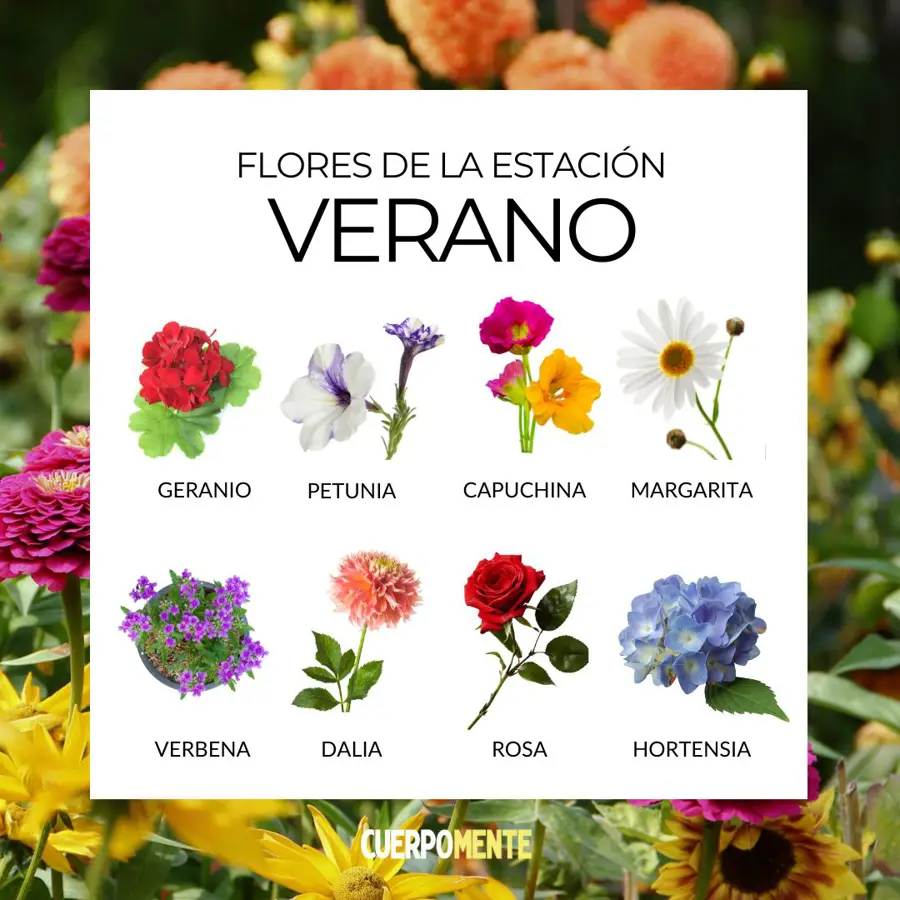 Flores de verano