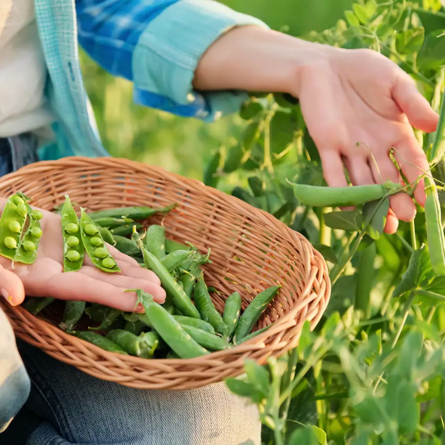 Plantar guisantes: cuándo se siembran y cómo hacerlo bien para que prosperen