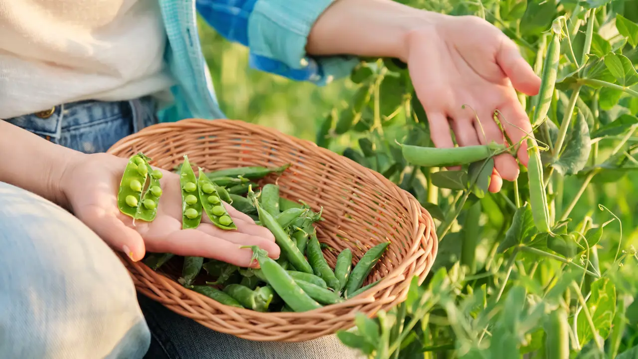 Mujer cosechando guisantes