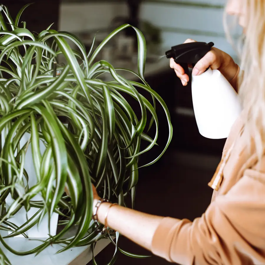 El secreto de los jardineros para dar una forma bonita y original a tu cinta o lazo de amor
