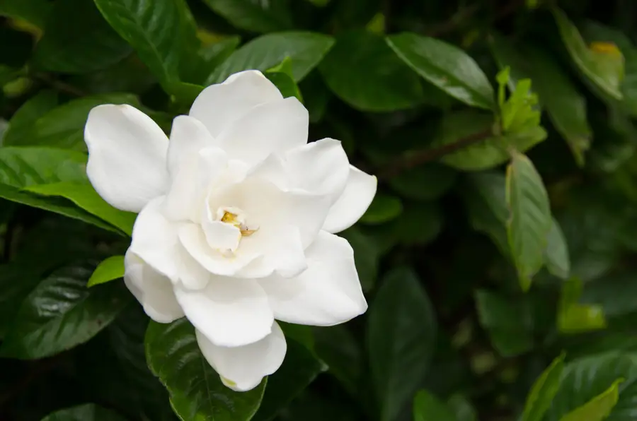 gardenia iStock