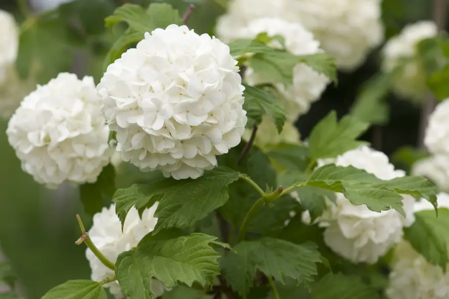 hortensia iStock