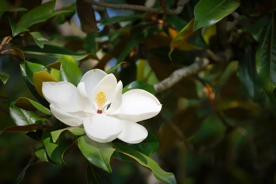 magnolia iStock