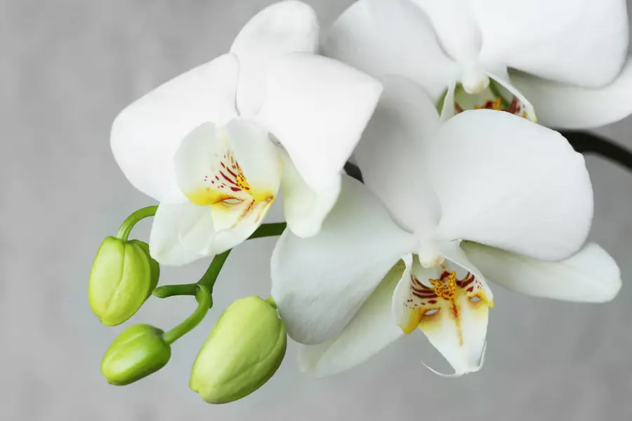 orquidea iStock