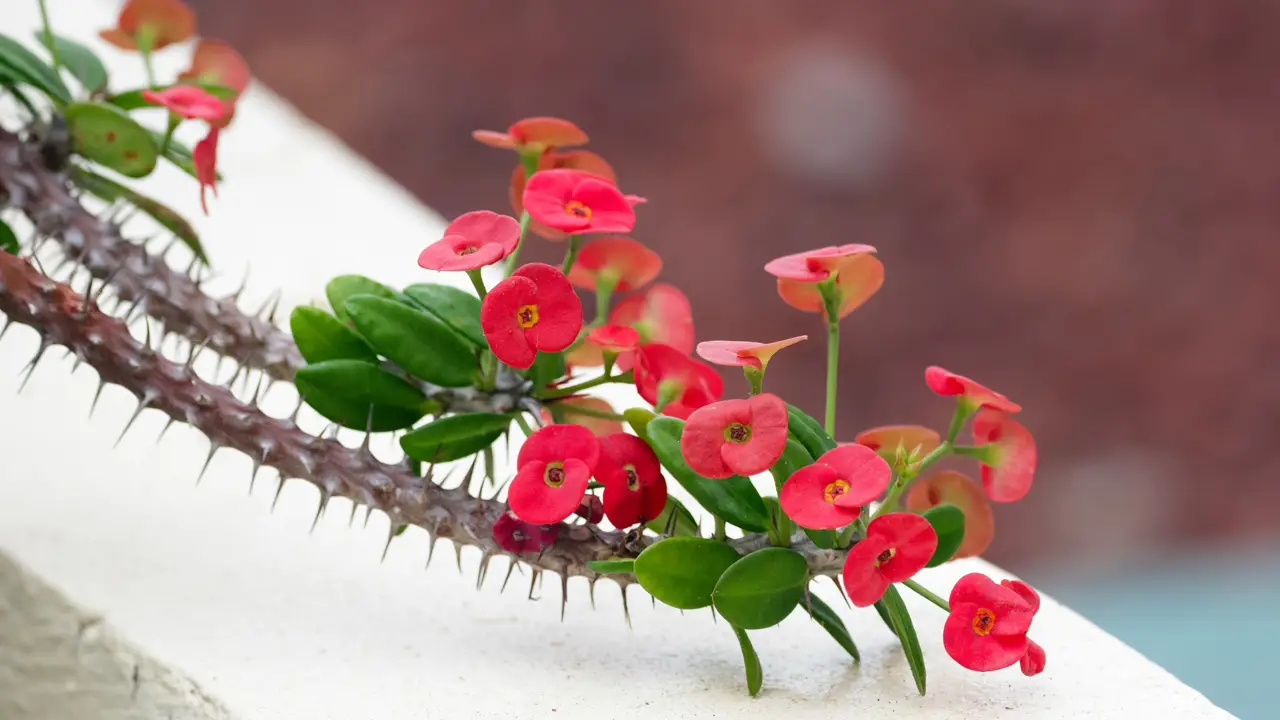 iStock Euphorbia milii