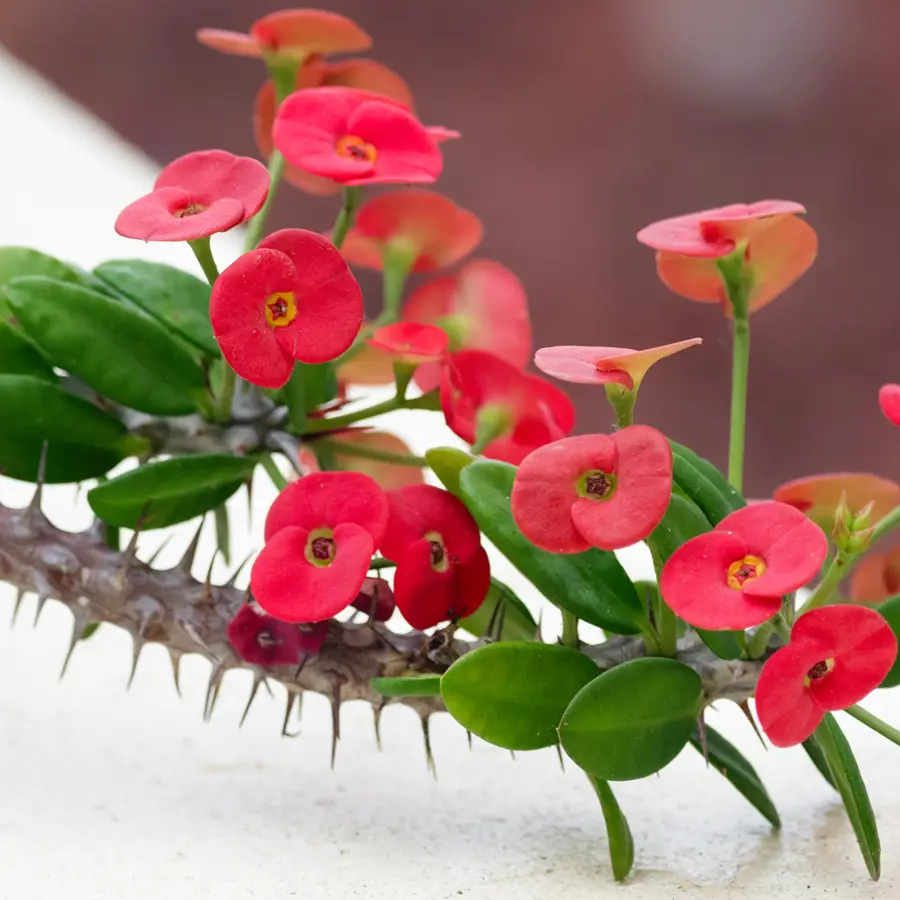 15 suculentas con flores bonitas, resistentes y sencillas de cuidar