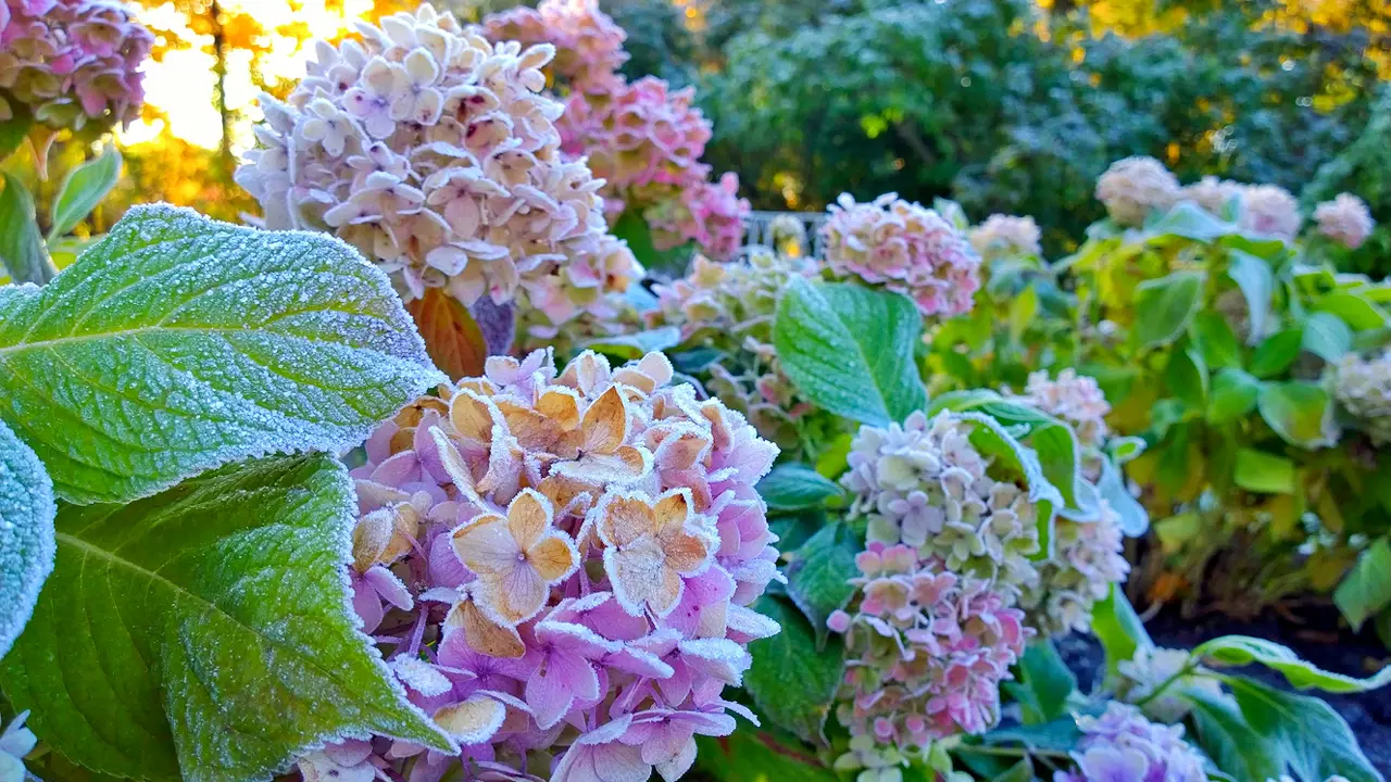 Hortensias en invierno