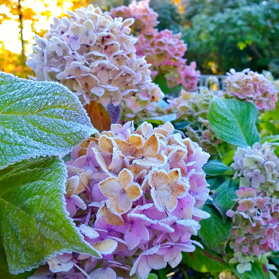 Así debes cuidar tus hortensias en invierno para que lleguen fuertes a la primavera y conseguir una buena floración