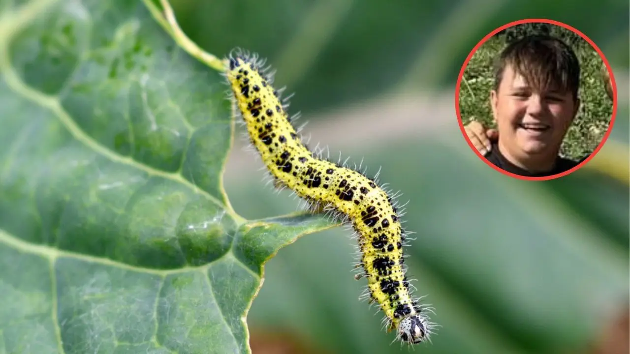 Consejos horticultor ecologico Instagram para combatir la mariposa de la col