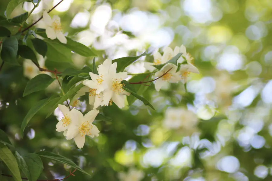 Falso jazmín o filadelfo (Philadelphus coronarius)