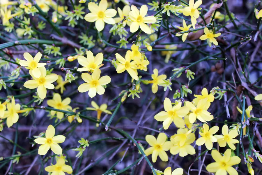 jazmín de invierno (Jasminum nudiflorum) 